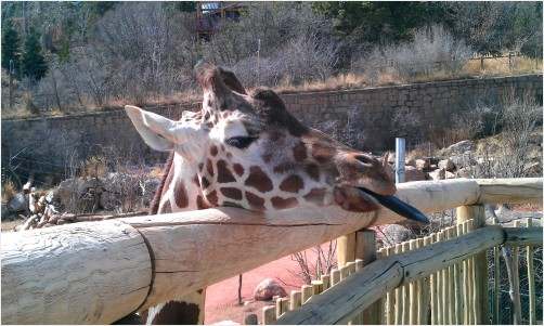 #Giraffe Sticking Out His #Tongue at The #Cheyenne Mountain #Zoo